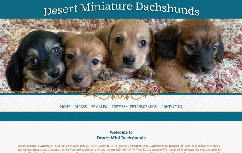 Desert Mini Dachshunds